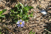 Aster, Douglas's