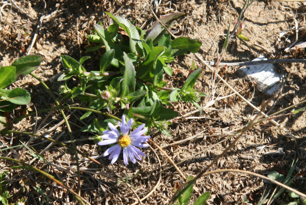 Douglas's Aster 