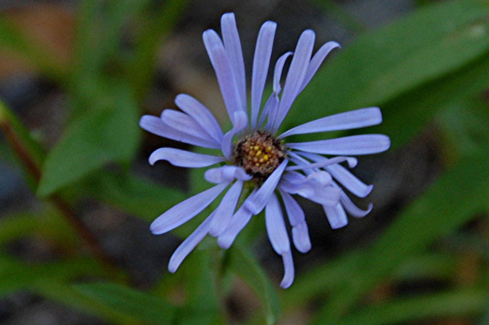 Leafybract Aster - Wildflowers Found in Oregon
