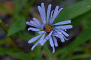 Aster, Leafybract