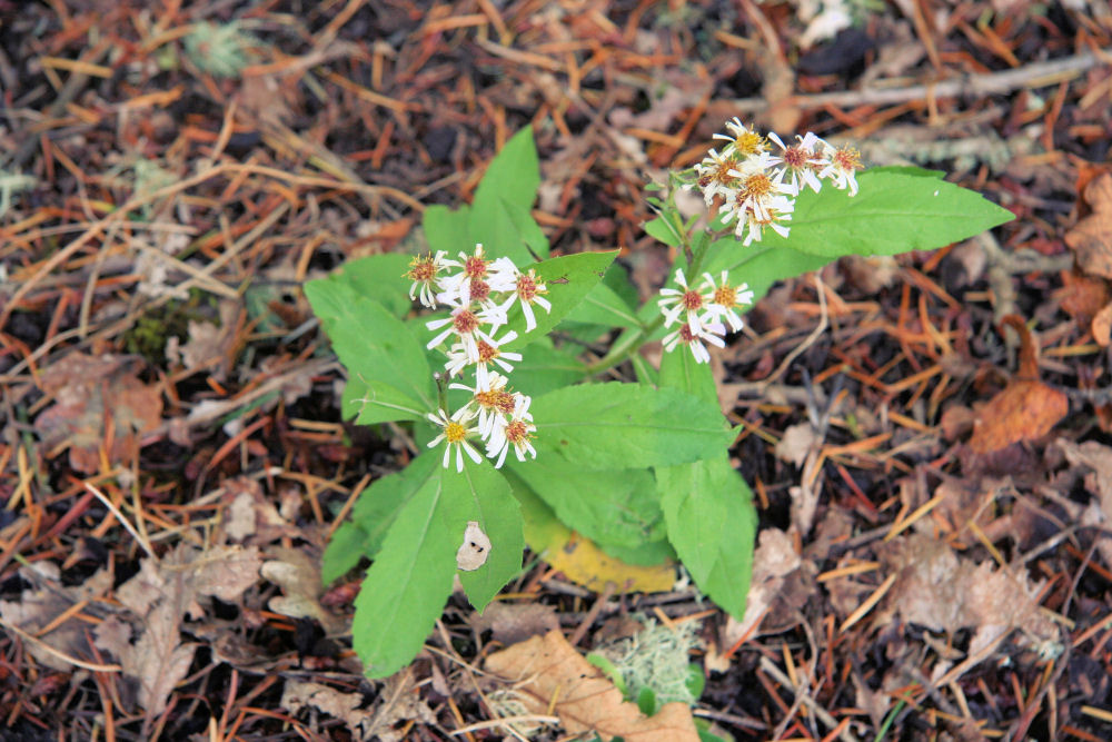 Rough Leaved Aster - Wildflowers Found in Oregon