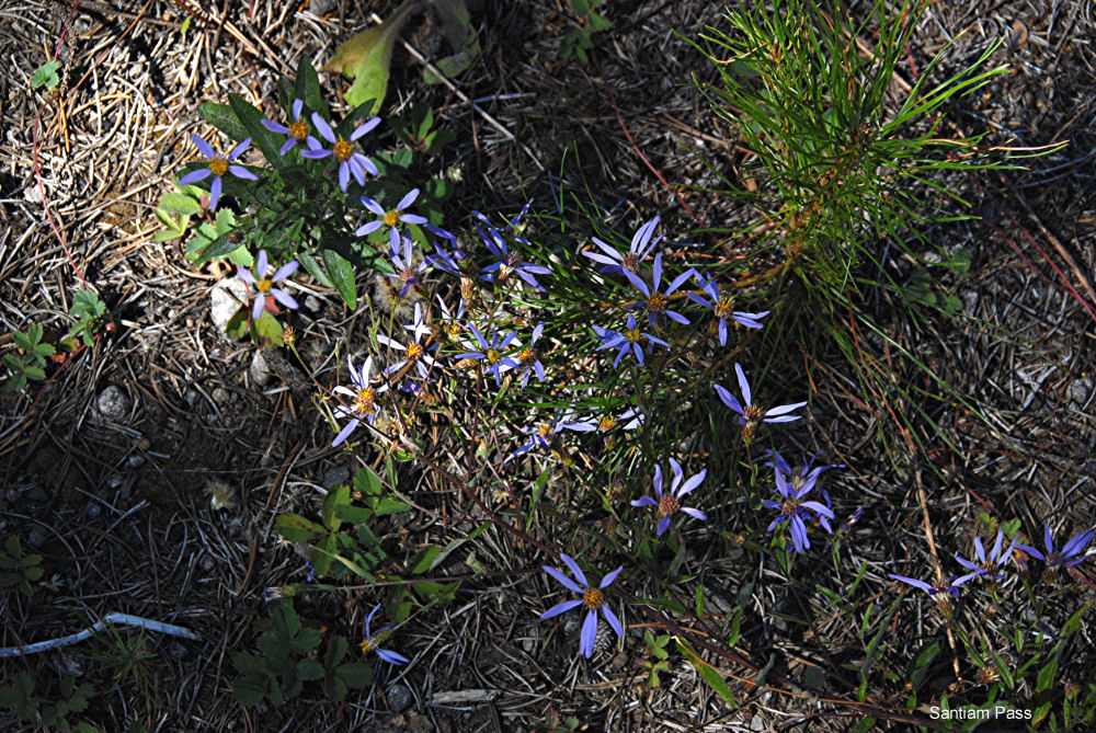 Thick-stem Aster - Wildflowers Found in Oregon