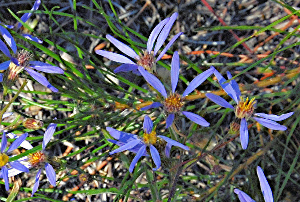 Thick-stem Aster - Wildflowers Found in Oregon