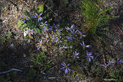 Aster, Thick Stem