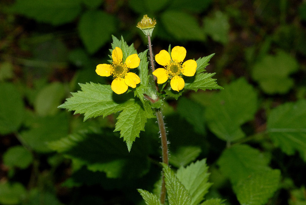 Large Leaved Avens - Wildflowers Found in Oregon