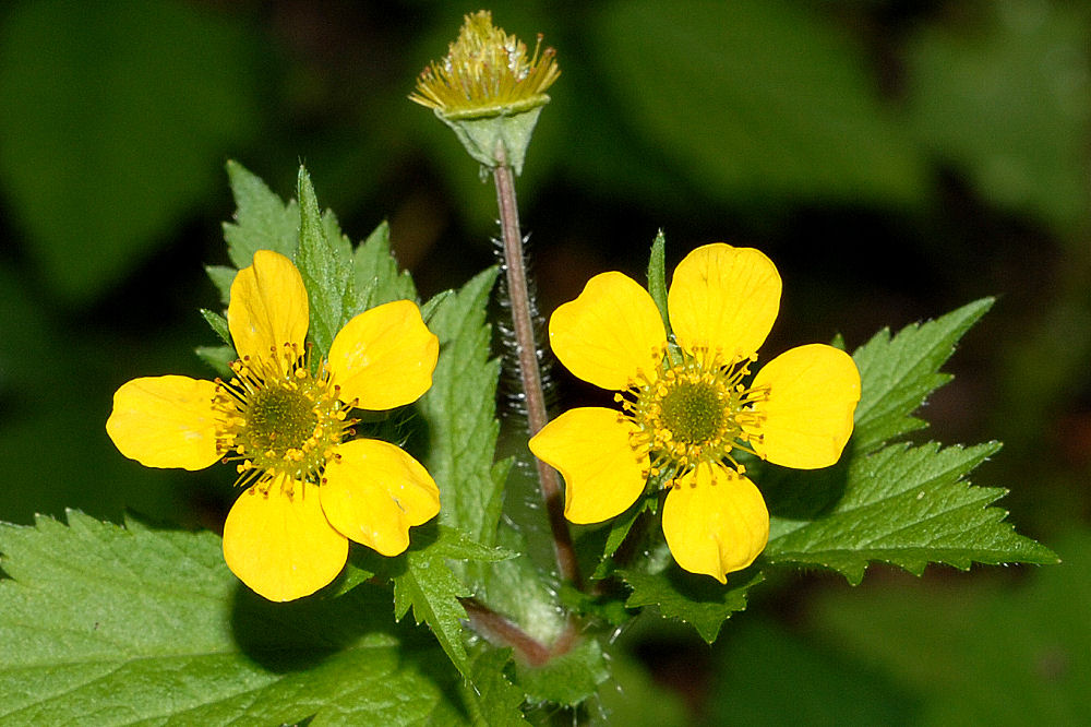 Large Leaved Avens - Wildflowers Found in Oregon