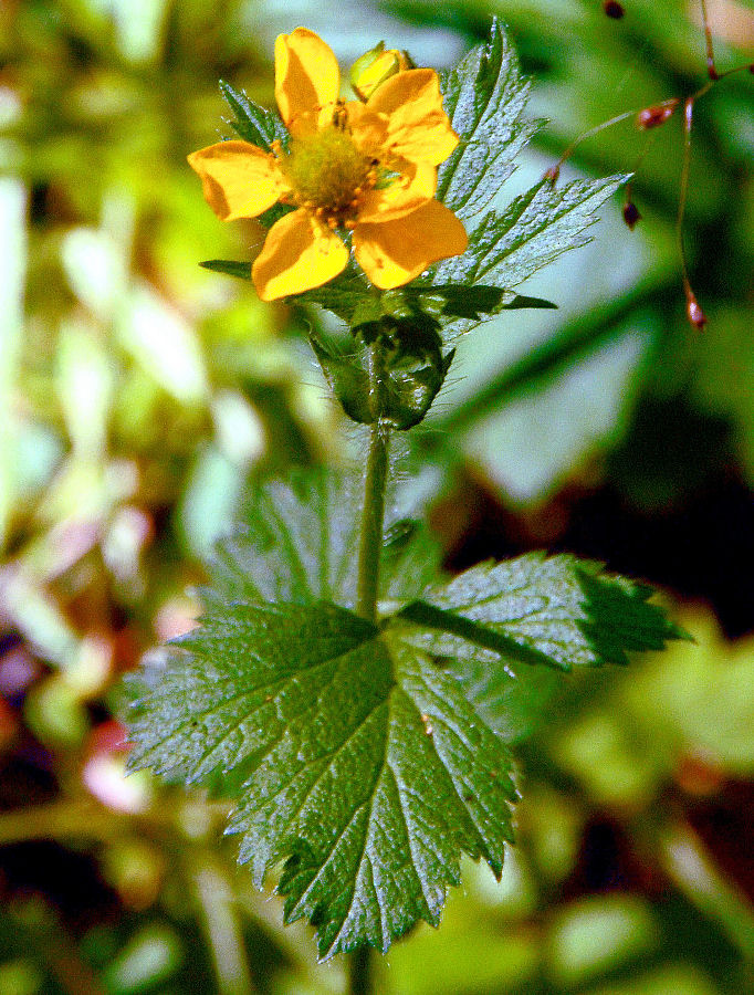 Large Leaved Avens - Wildflowers Found in Oregon