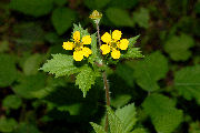 Avens, Large Leaved