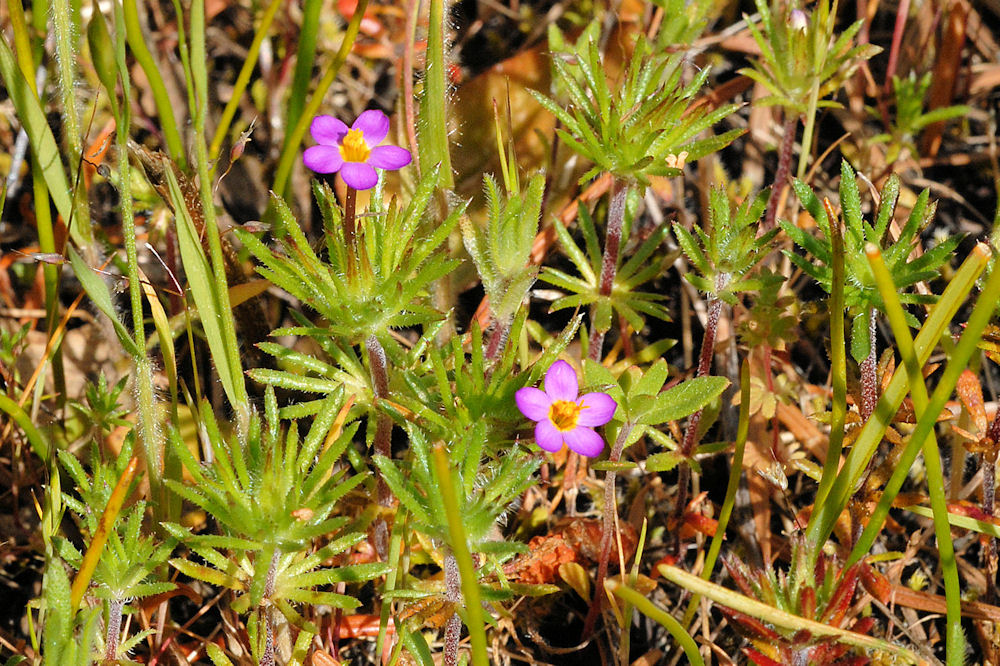 Babystars - Wildflowers Found in Oregon