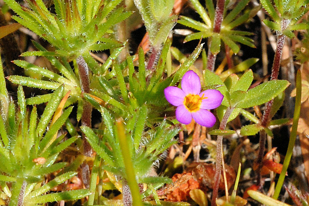 Babystars - Wildflowers Found in Oregon