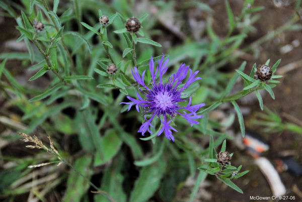 Bachelor's Button