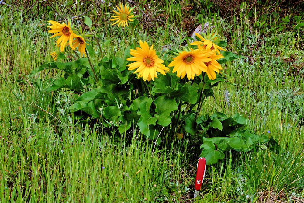 Deltoid Balsamroot - Wildflowers Found in Oregon