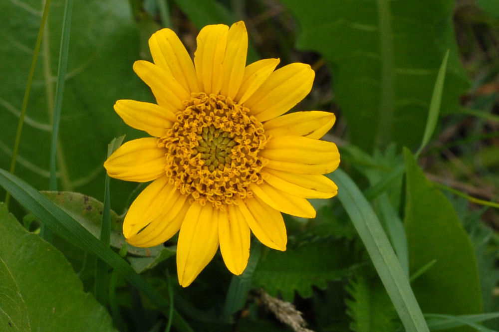 Deltoid Balsamroot - Wildflowers Found in Oregon