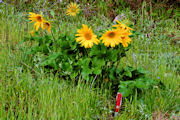 Balsamroot, Deltoid