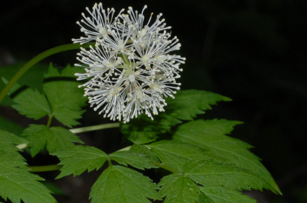 Wildflowers Found in Oregon