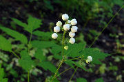 Baneberry