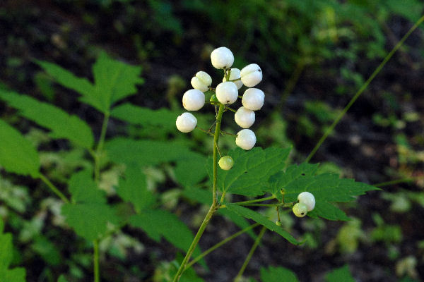 Baneberry