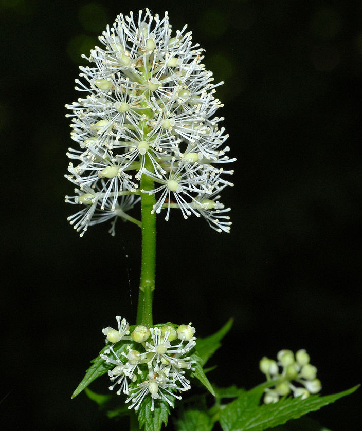 Wildflowers Found in Oregon