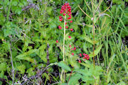 Baneberry