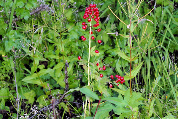 Baneberry