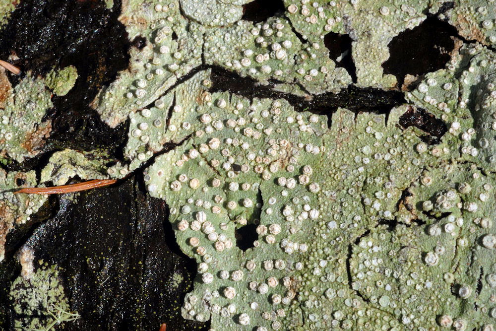 Wildflowers Found in Oregon - Bark Barnacle