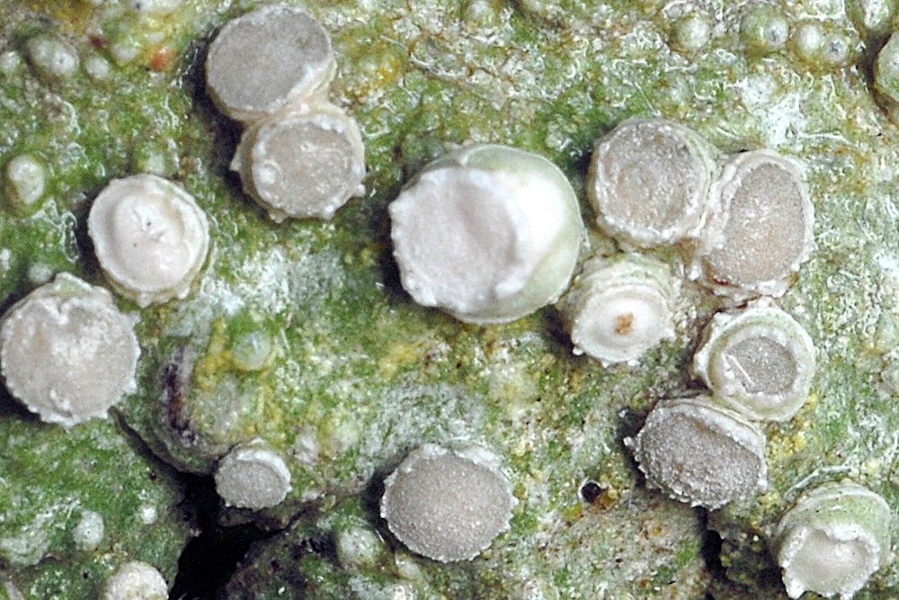 Wildflowers Found in Oregon - Bark Barnacle