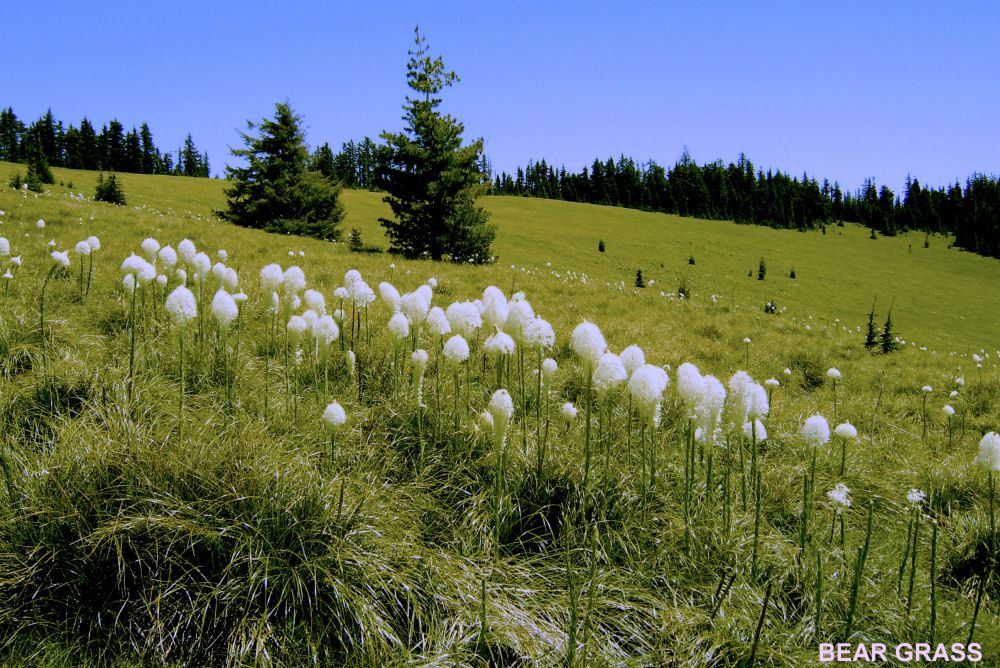 Wildflowers Found in Oregon