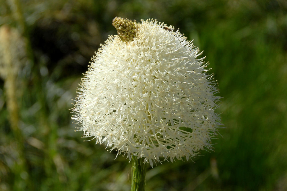 Wildflowers Found in Oregon