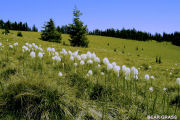 Bear Grass