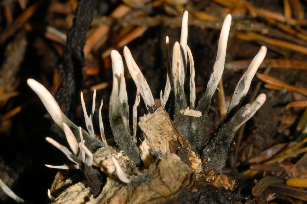 Wildflowers Found in Oregon - Beetle Cordyceps