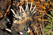 Beetle Cordyceps