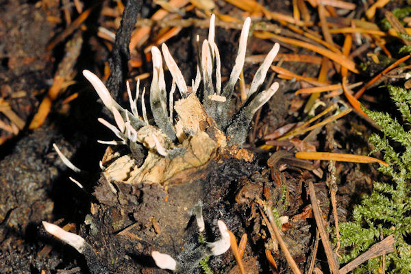 Beetle Cordyceps