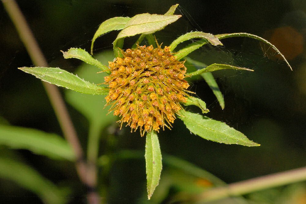 Wildflowers Found in Oregon Tall Beggarticks