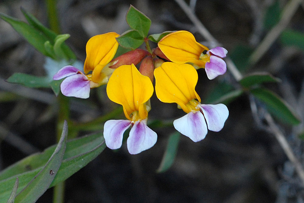 Seaside Bird's-Foot Trefoil Wildflowers Found in Oregon