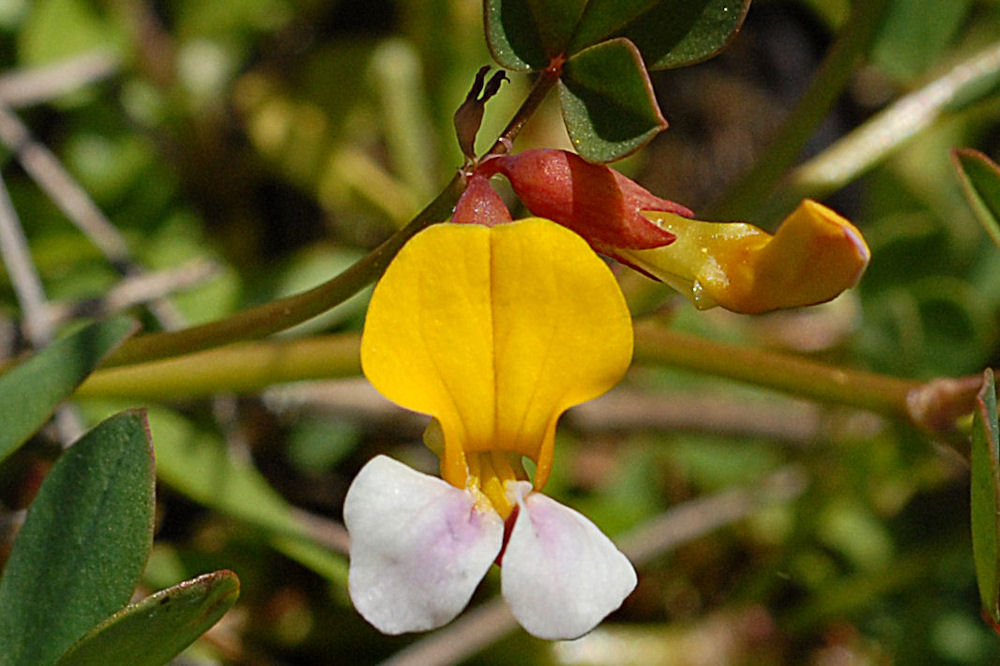 Seaside Bird's-Foot Trefoil - Wildflowers Found in Oregon