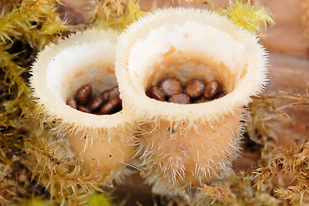 Wildflowers Found in Oregon  Common Gel Bird's Nest