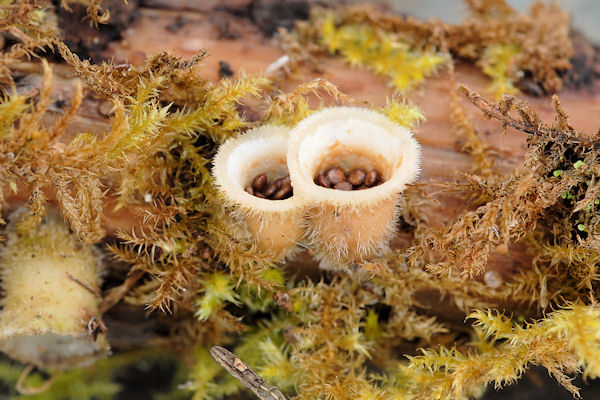 Common Gel Bird's Nest