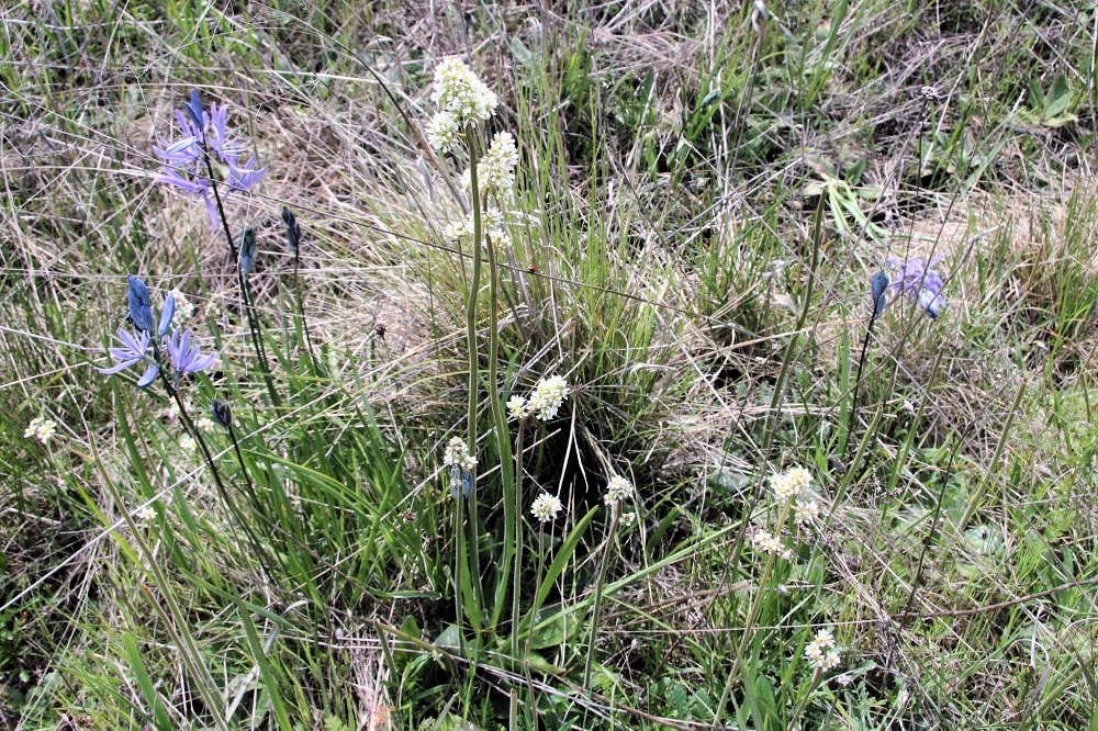 Western Bistort - Wildflowers Found in Oregon