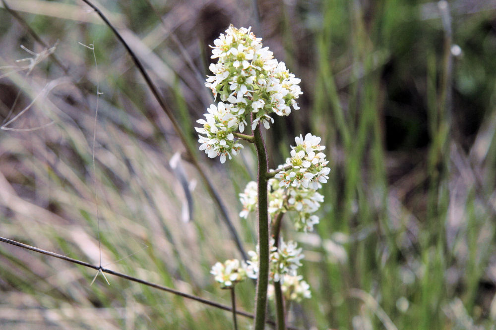 Western Bistort Flower Wildflowers Found in Oregon