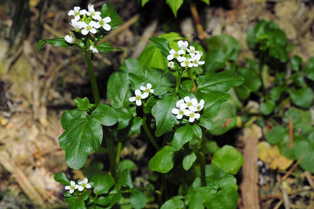 Brewer's Bittercress - Wildflowers Found in Oregon