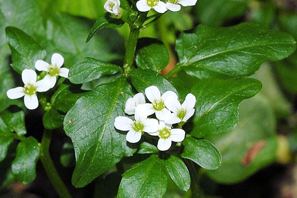 Brewer's Bittercress Flower Wildflowers Found in Oregon