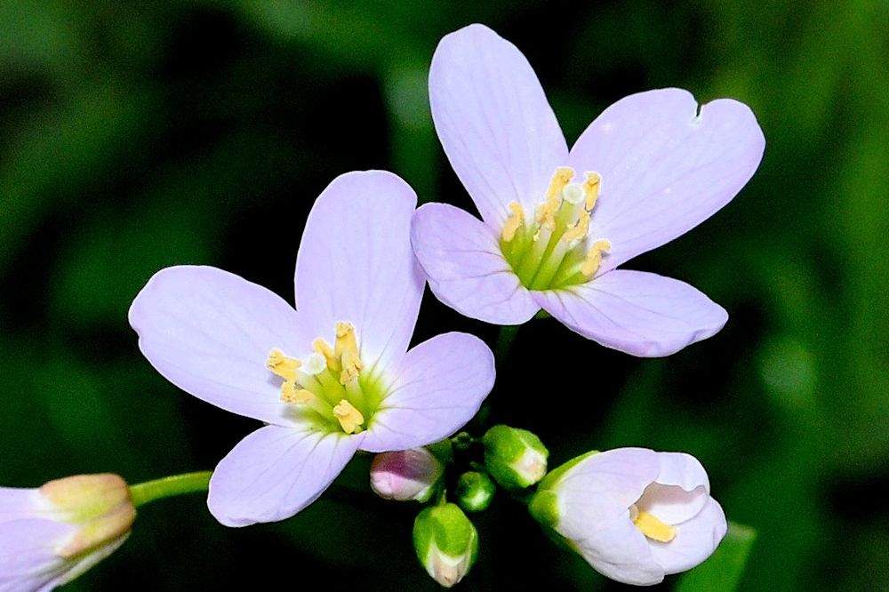 Willamette Valley Bittercress Flower Wildflowers Found in Oregon