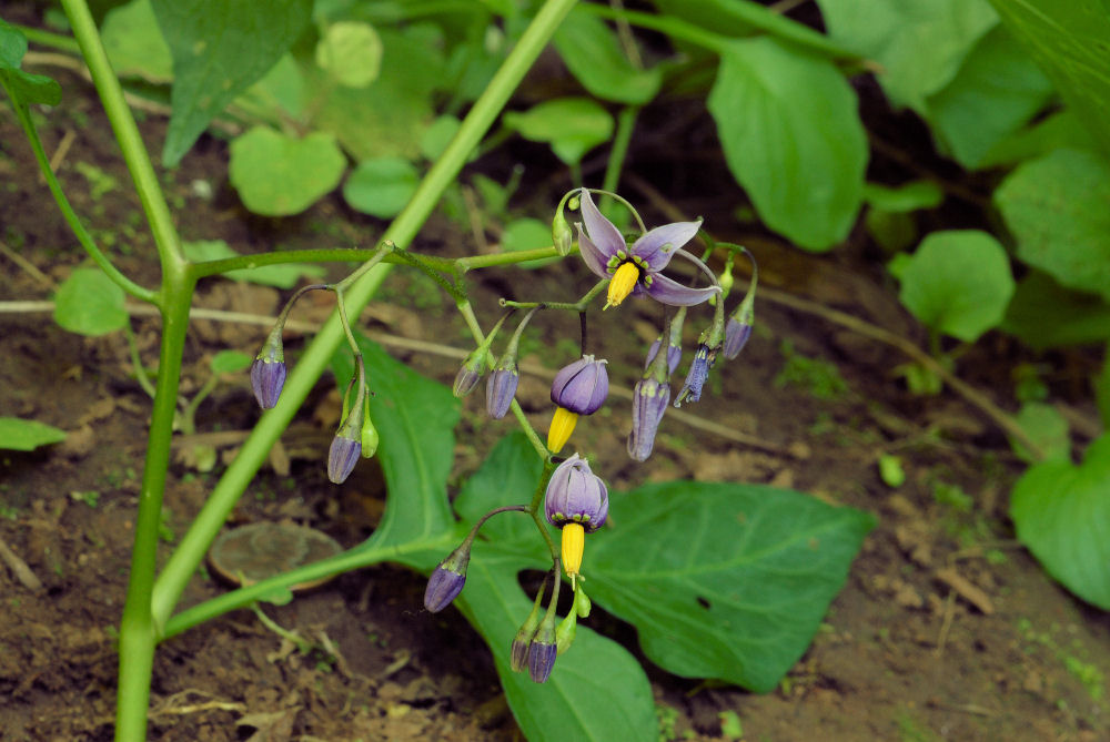 European Bittersweet - Wildflowers Found in Oregon