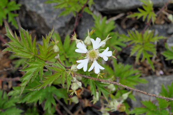 Evergreen Blackberry