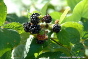 Blackberry, Himilayan