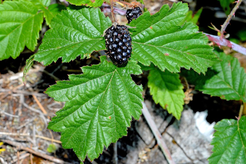 Trailing Blackberry 