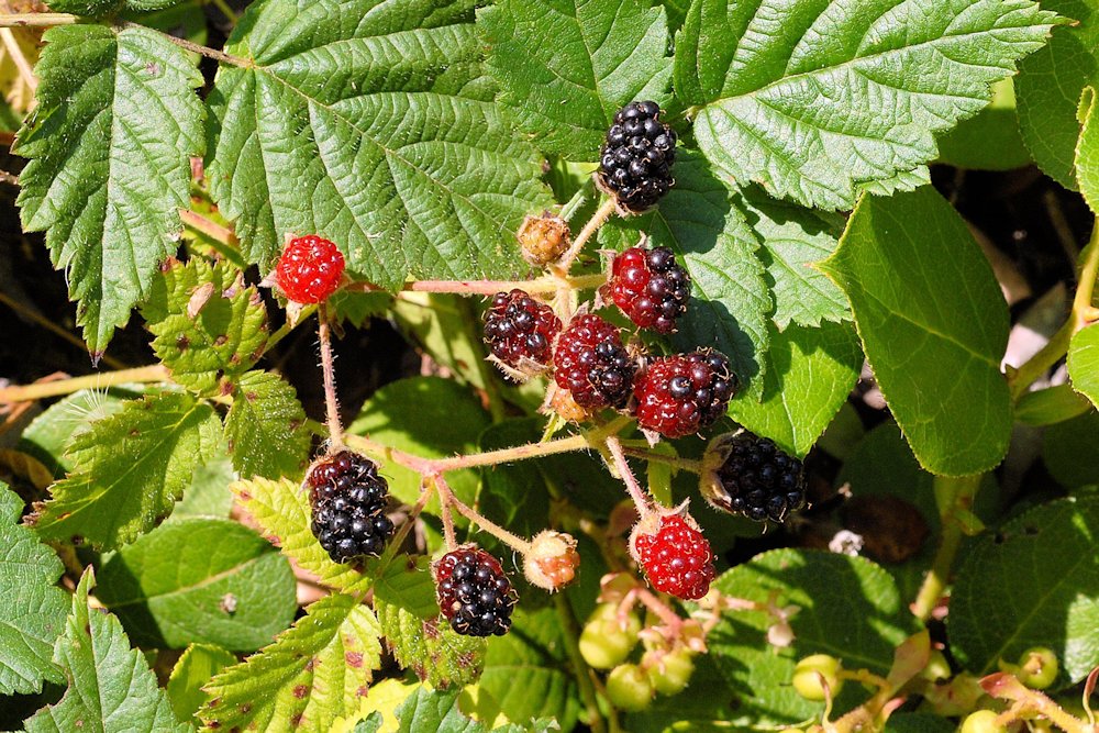 Trailing Blackberry 