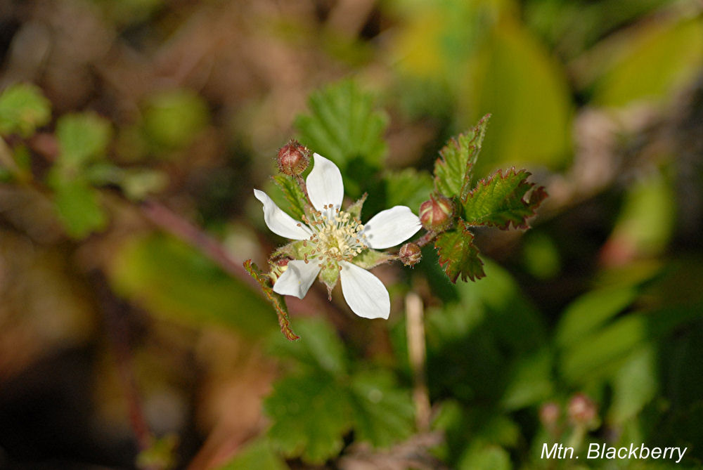 Trailing Blackberry 