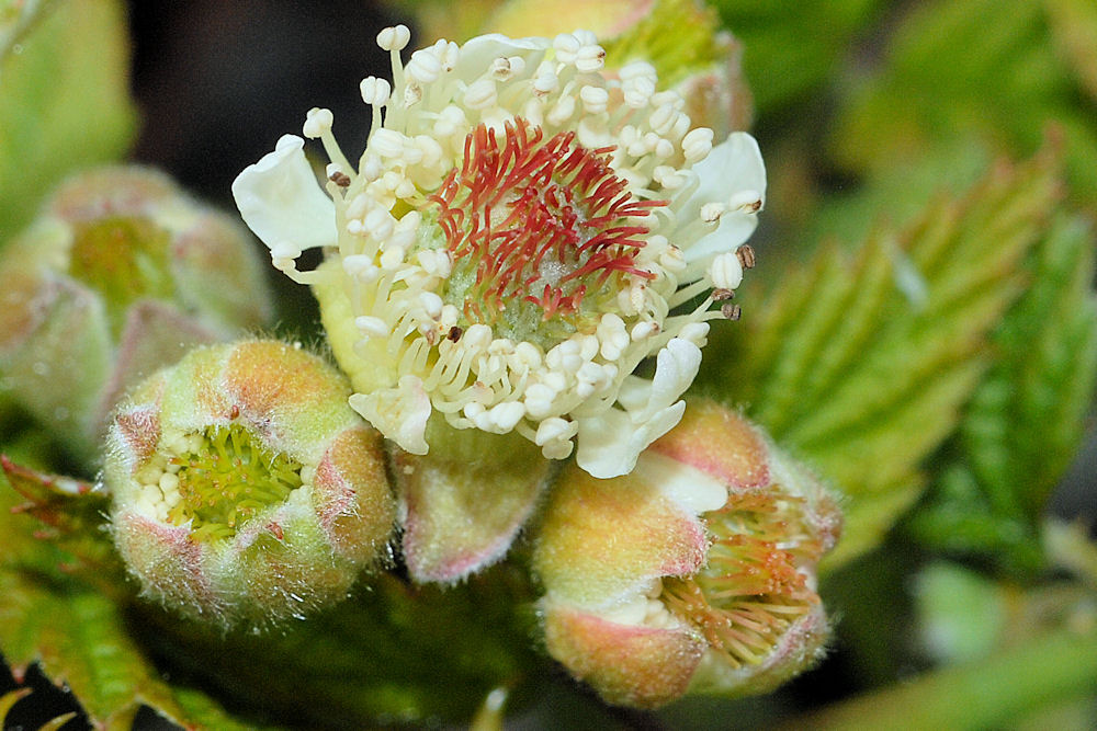 Wildflowers Found in Oregon