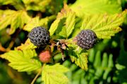 Blackcap, Raspberry